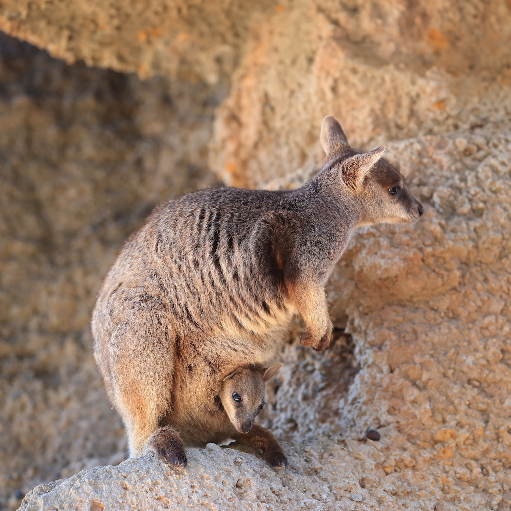 Magnetic Island Accommodation - Tropical Palms Resort