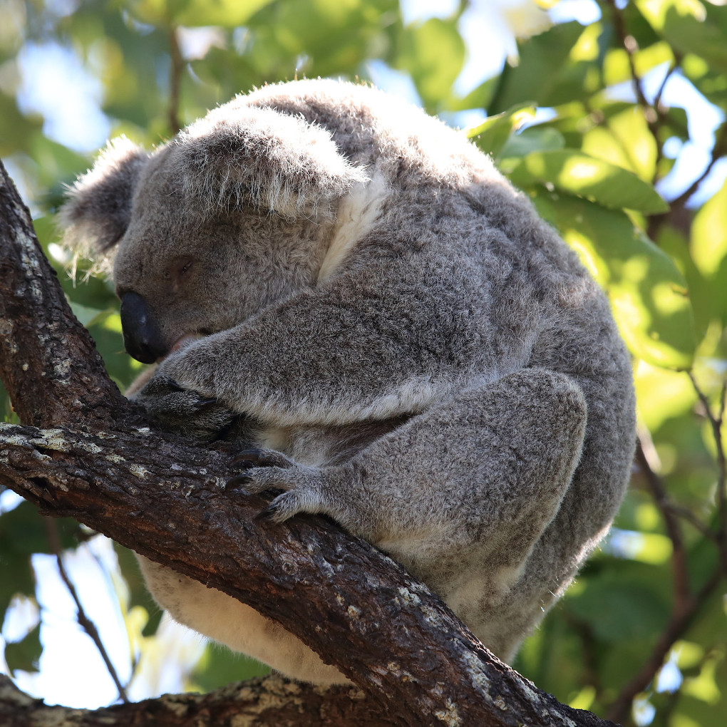 Magnetic Island Accommodation - Tropical Palms Resort